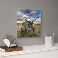 Cutest Baby Animals | White Rhino & Calf