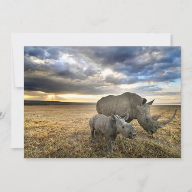 Cutest Baby Animals | White Rhino & Calf Thank You Card (Front)