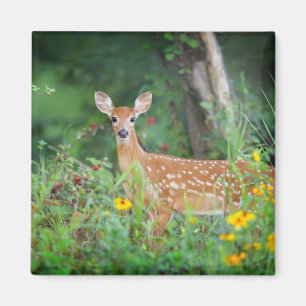 Cutest Baby Animals White Tailed Deer in Daisies Magnet