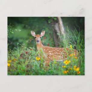 Cutest Baby Animals   White Tailed Deer in Daisies Postcard