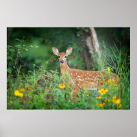 Cutest Baby Animals | White Tailed Deer in Daisies