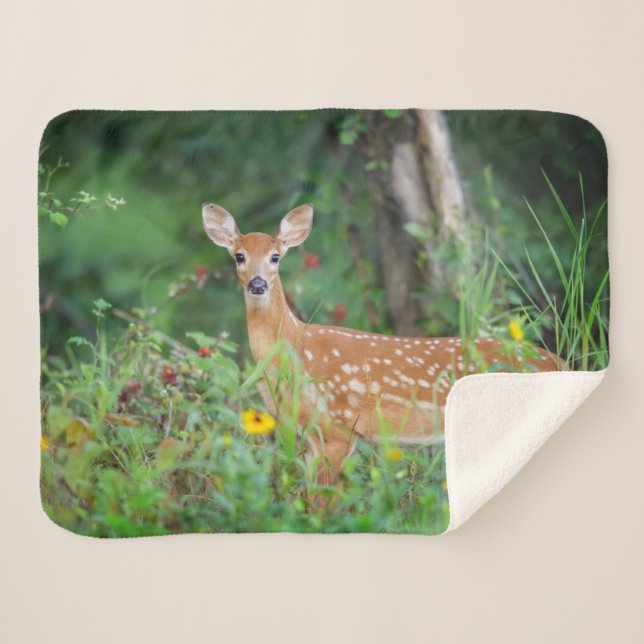 Cutest Baby Animals | White Tailed Deer in Daisies Sherpa Blanket (Front (Horizontal))