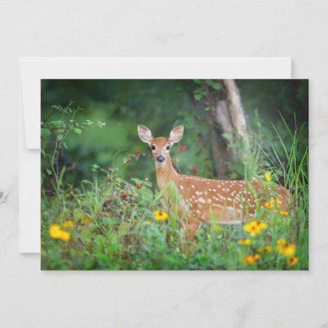 Cutest Baby Animals | White Tailed Deer in Daisies Thank You Card (Front)