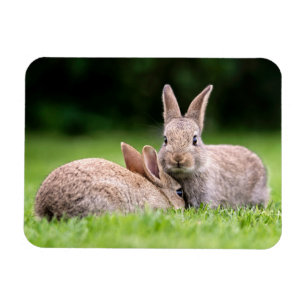 Cutest Baby Animals Wild Bunny Rabbits Magnet