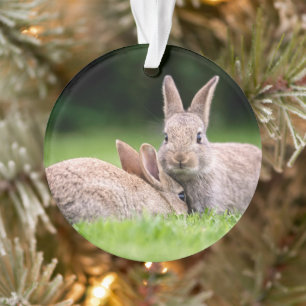 Cutest Baby Animals   Wild Bunny Rabbits Ornament