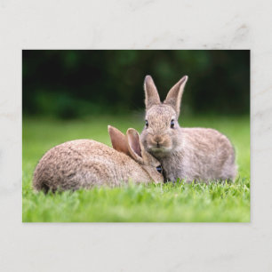 Cutest Baby Animals   Wild Bunny Rabbits Postcard