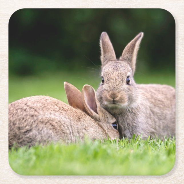Cutest Baby Animals | Wild Bunny Rabbits Square Paper Coaster (Front)
