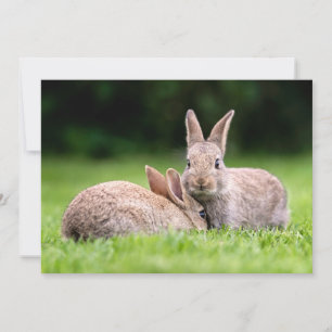 Cutest Baby Animals   Wild Bunny Rabbits Thank You Card