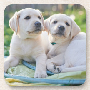 Cutest Baby Animals   Yellow Labrador Retrievers Coaster