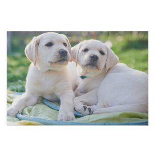 Cutest Baby Animals   Yellow Labrador Retrievers Faux Canvas Print