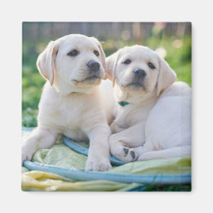 Cutest Baby Animals   Yellow Labrador Retrievers Magnet