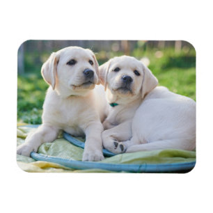 Cutest Baby Animals   Yellow Labrador Retrievers Magnet