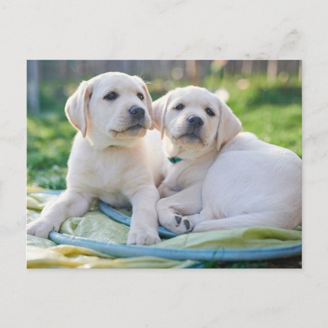 Cutest Baby Animals | Yellow Labrador Retrievers Postcard (Front)