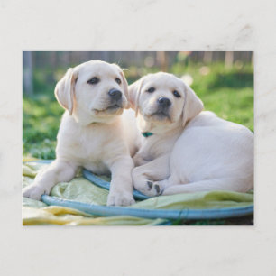 Cutest Baby Animals   Yellow Labrador Retrievers Postcard