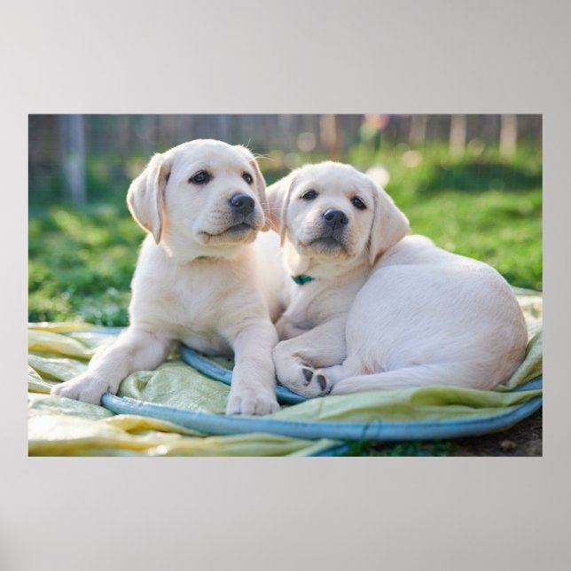 Cutest Baby Animals | Yellow Labrador Retrievers Poster (Front)