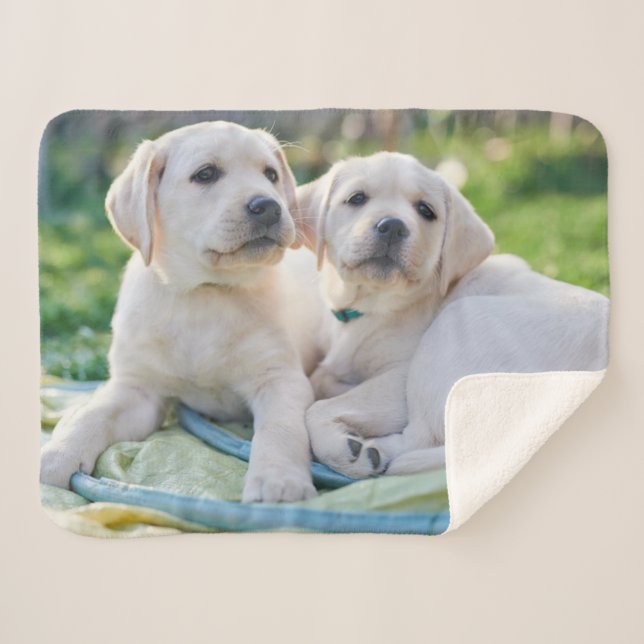 Cutest Baby Animals | Yellow Labrador Retrievers Sherpa Blanket (Front (Horizontal))