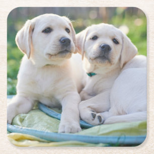 Cutest Baby Animals   Yellow Labrador Retrievers Square Paper Coaster