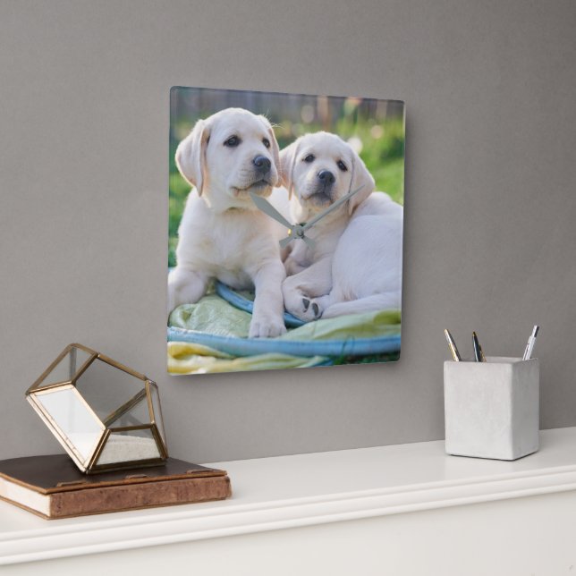 Cutest Baby Animals | Yellow Labrador Retrievers Square Wall Clock (Office)