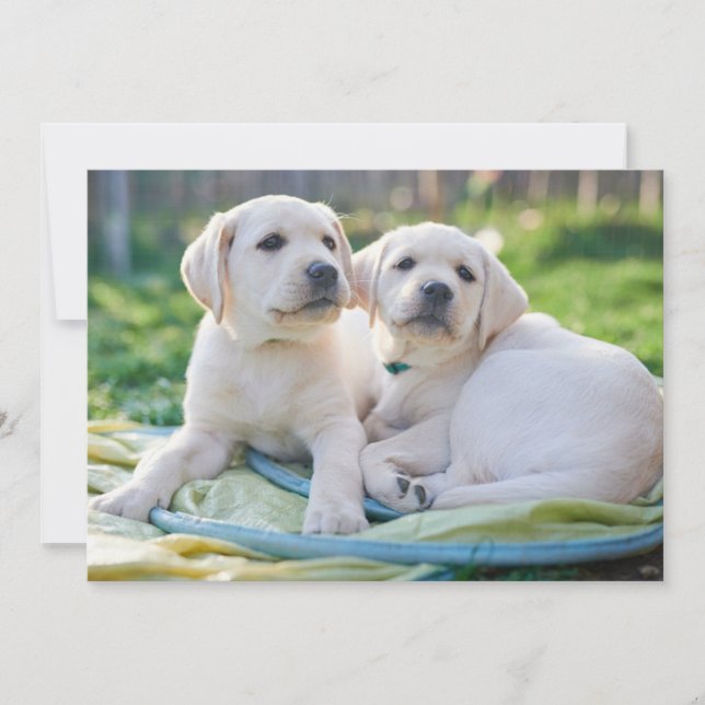 Cutest Baby Animals | Yellow Labrador Retrievers Thank You Card (Front)