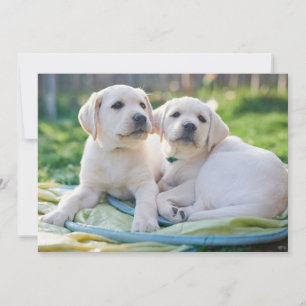 Cutest Baby Animals   Yellow Labrador Retrievers Thank You Card