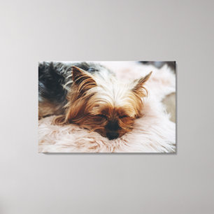 Cutest Baby Animals   Yorkshire Terrier Canvas Print
