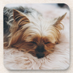 Cutest Baby Animals   Yorkshire Terrier Coaster
