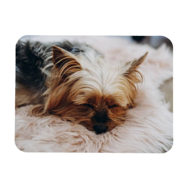 Cutest Baby Animals | Yorkshire Terrier Magnet (Horizontal)