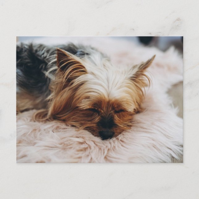Cutest Baby Animals | Yorkshire Terrier Postcard (Front)