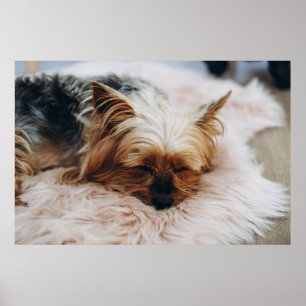 Cutest Baby Animals   Yorkshire Terrier Poster