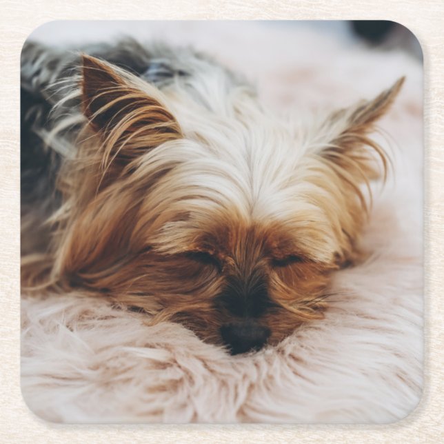 Cutest Baby Animals | Yorkshire Terrier Square Paper Coaster (Front)