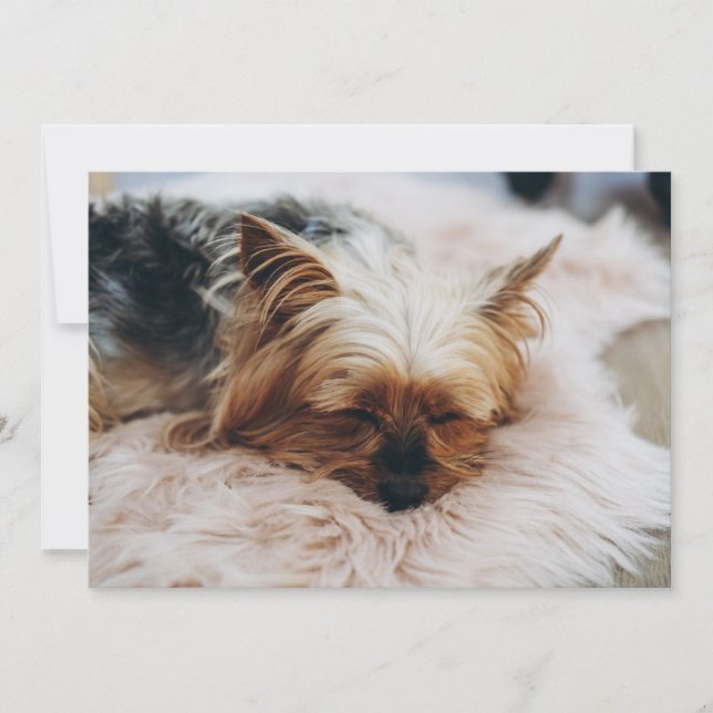 Cutest Baby Animals | Yorkshire Terrier Thank You Card (Front)