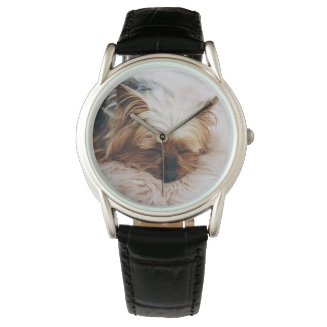 Cutest Baby Animals | Yorkshire Terrier Watch (Front)