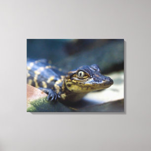 Cutest Baby Animals   Young Alligator Canvas Print