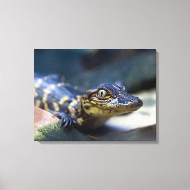 Cutest Baby Animals | Young Alligator Canvas Print (Front)