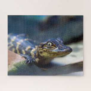 Cutest Baby Animals   Young Alligator Jigsaw Puzzle