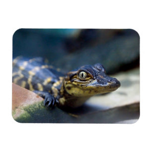 Cutest Baby Animals Young Alligator Magnet