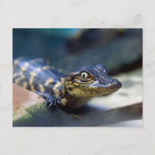 Cutest Baby Animals   Young Alligator Postcard