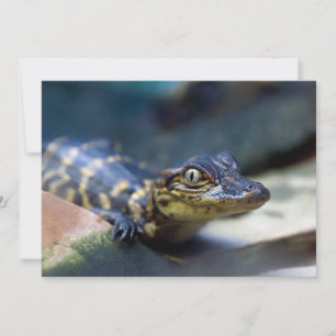Cutest Baby Animals   Young Alligator Thank You Card