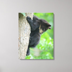 Cutest Baby Animals Young Black Bear Cub Canvas Print