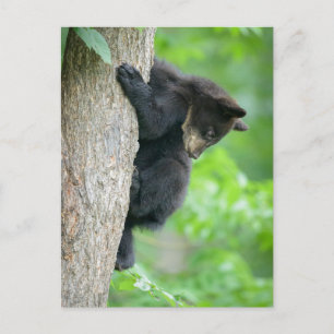 Cutest Baby Animals   Young Black Bear Cub Postcard