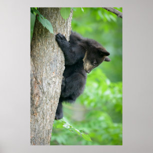 Cutest Baby Animals Young Black Bear Cub Poster