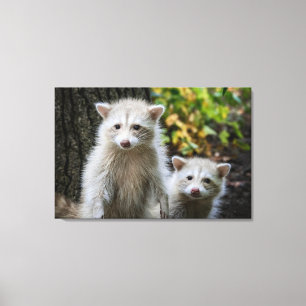 Cutest Baby Animals Young Blonde Raccoons Canvas Print