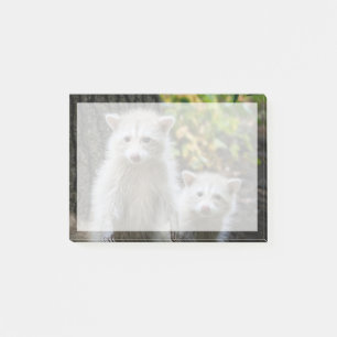 Cutest Baby Animals Young Blonde Raccoons Post-it Notes