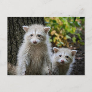 Cutest Baby Animals Young Blonde Raccoons Postcard