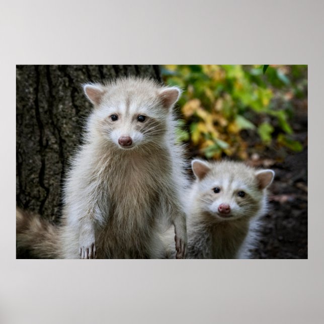Cutest Baby Animals | Young Blonde Raccoons Poster (Front)