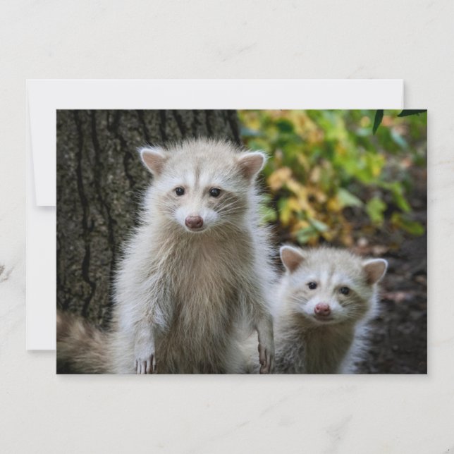 Cutest Baby Animals | Young Blonde Raccoons Thank You Card (Front)