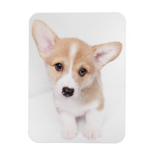 Cutest Baby Animals   Young Corgi Puppy Magnet