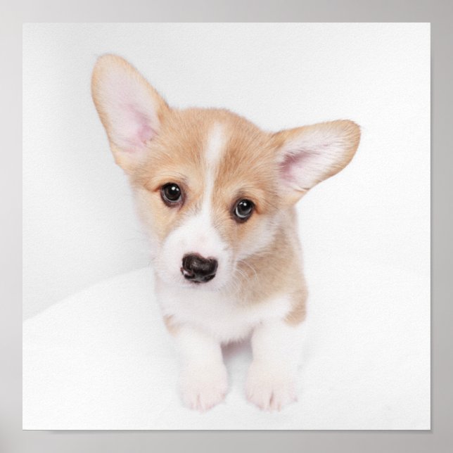 Cutest Baby Animals | Young Corgi Puppy Poster (Front)