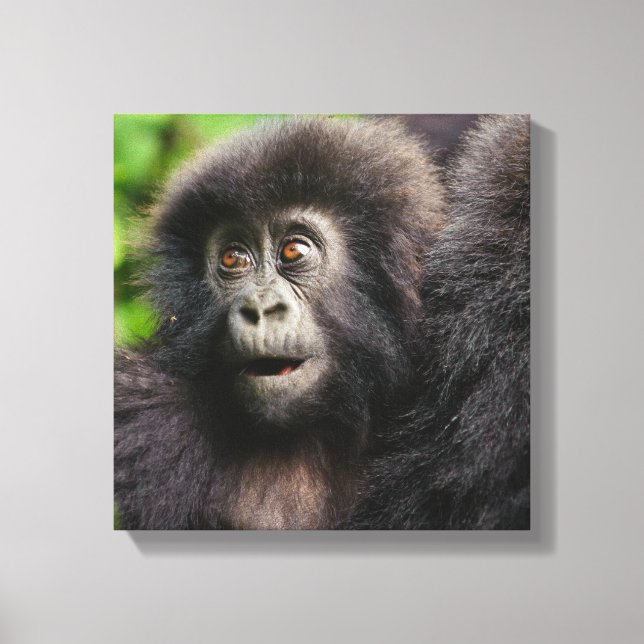 Cutest Baby Animals | Young Mountain Gorilla Canvas Print (Front)