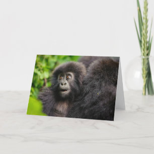 Cutest Baby Animals   Young Mountain Gorilla Card